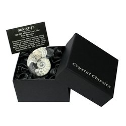 CrystalAge Calymene Trilobite Gift Box Small