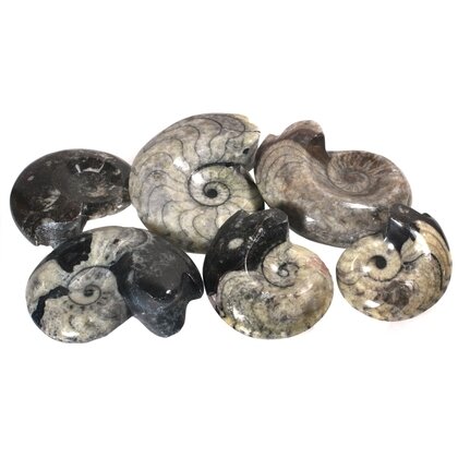 Goniatite Polished Fossil