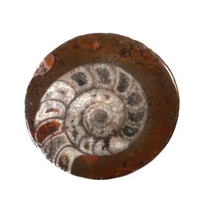 Ammonite Polished Slice ~40mm