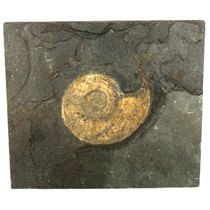 Harpoceras Fossil Ammonite Plaque ~23.5cm