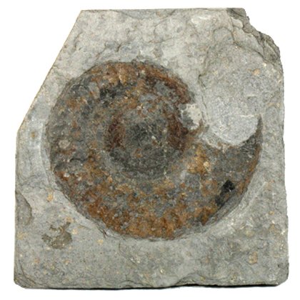 Hildoceras Fossil Ammonite Plaque ~11cm
