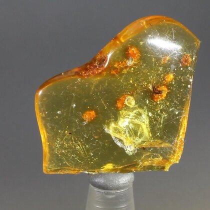 Insect in Amber Specimen ~32mm