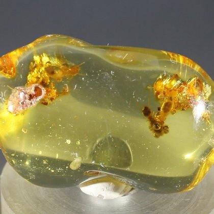 Insect in Amber Specimen ~36mm