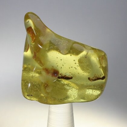 Insect in Amber Specimen ~37mm