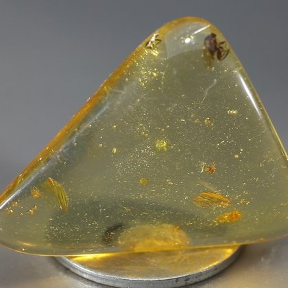 Insect in Amber Specimen ~37mm