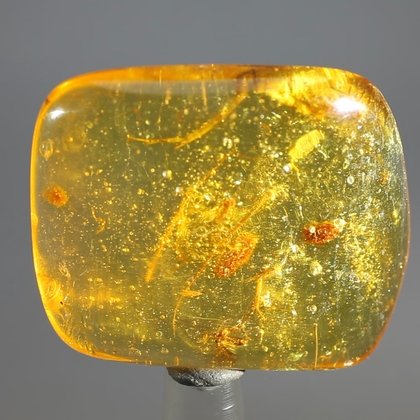 BEAUTIFUL Insect in Amber Specimen ~42mm
