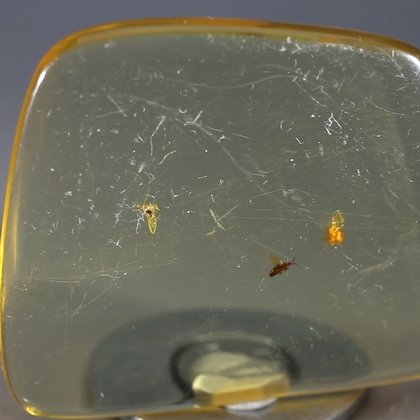 Insect in Amber Specimen ~45mm
