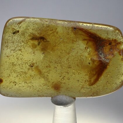 Insect in Amber Specimen ~47mm