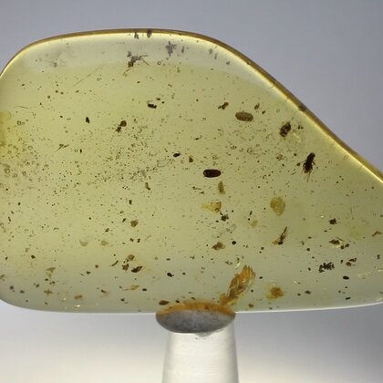 Insect in Amber Specimen ~50mm