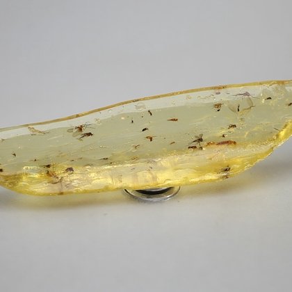 Insect in Amber Specimen ~86mm