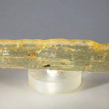 Insect in Copal (Amber) Specimen ~100mm