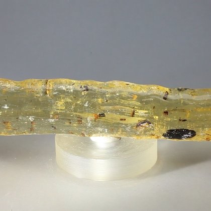 Insect in Copal (Amber) Specimen ~100mm