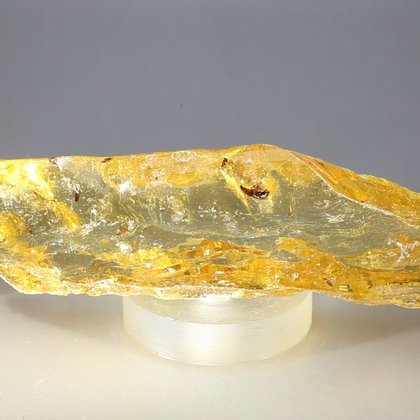 Insect in Copal (Amber) Specimen ~113mm
