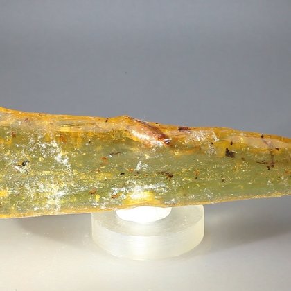 Insect in Copal (Amber) Specimen ~115mm