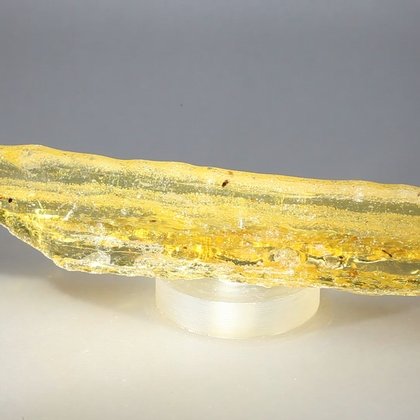 Insect in Copal (Amber) Specimen ~130mm