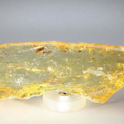 BEAUTIFUL Insect in Copal (Amber) Specimen ~150mm