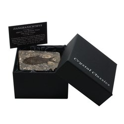 Jianghanichthys - Fossil Fish Gift Box