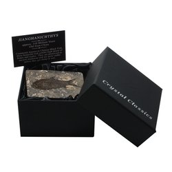 Jianghanichthys - Fossil Black Fish Gift Box