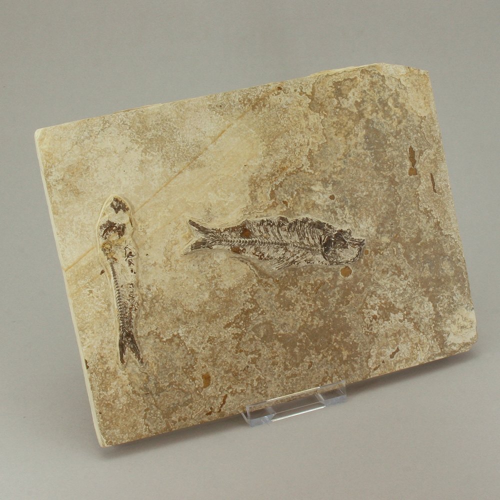 Knightia Alta Fossil Fish Plate ~21x16cm