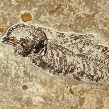 Fossil Fish Plate - Knightia Alta ~21 x 16cm