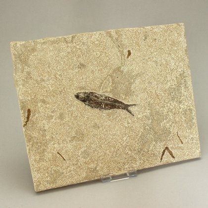 Fossil Fish Plate - Knightia ~ 26 x 22cm