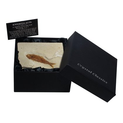 Knightia Fossil Fish Gift Box - Medium