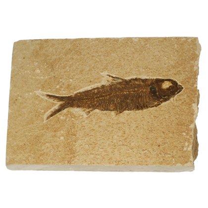 Knightia Fossil Fish Plate ~ 13cm x 10cm