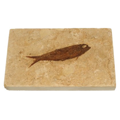 Knightia Fossil Fish Plate ~ 13cm x 8cm