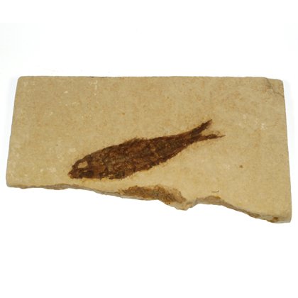 Knightia Fossil Fish Plate ~ 14.5cm x 8cm