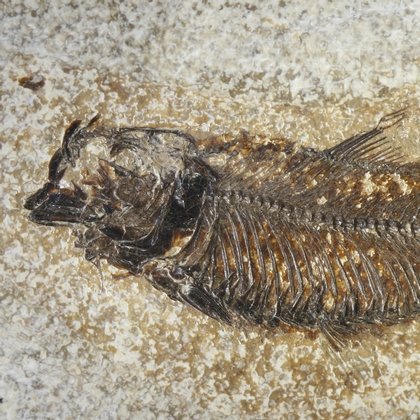 Fossil Fish Plate - Knightia ~26 x 22cm