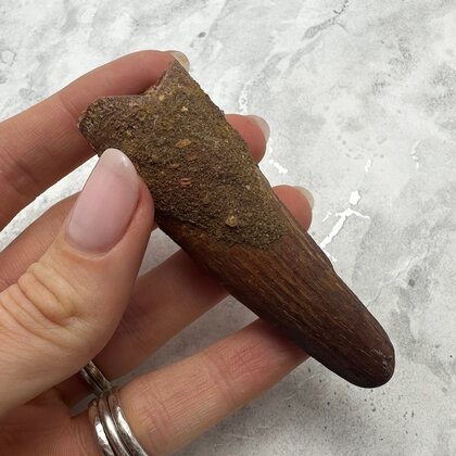 Large Spinosaurus Fossil Tooth ~81mm