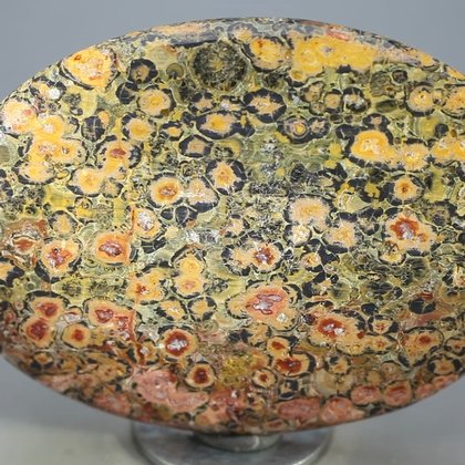 Leopard Skin Jasper Palmstone (Extra Grade) ~70x50mm