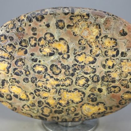 Leopard Skin Jasper Palmstone (Extra Grade) ~70x50mm