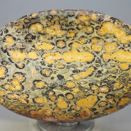 Leopard Skin Jasper Palmstone (Extra Grade) ~70x50mm