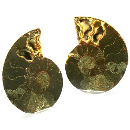 Madagascan Ammonite Fossil Pair ~10.5cm