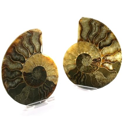 Madagascan Ammonite Fossil Pair ~10cm