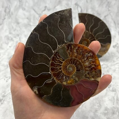 Madagascan Ammonite Fossil Pair ~12.7cm