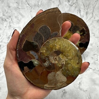 Madagascan Ammonite Fossil Pair ~13.5cm