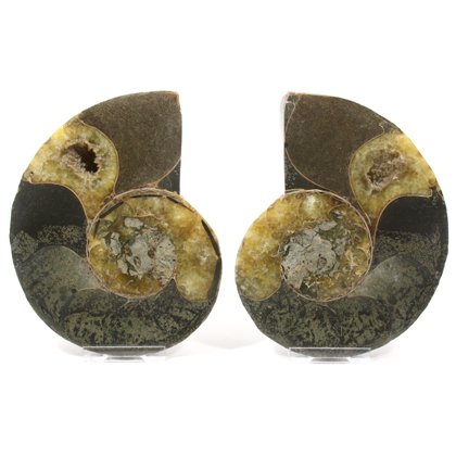 Madagascan Ammonite Fossil Pair - 13cm