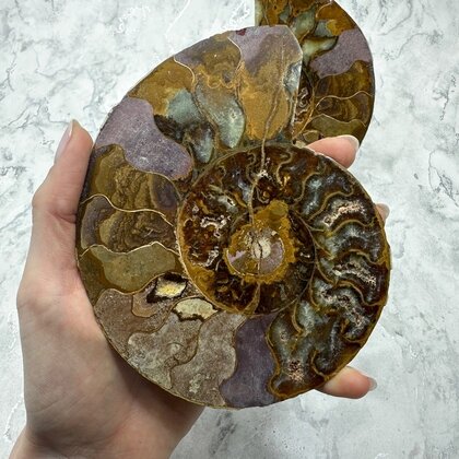 Madagascan Ammonite Fossil Pair ~14.4cm