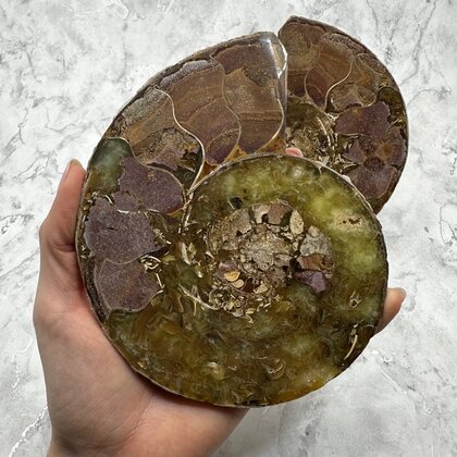 Madagascan Ammonite Fossil Pair ~15.2cm