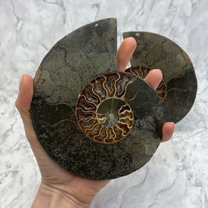 Madagascan Ammonite Fossil Pair ~15cm