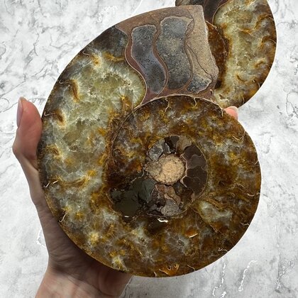 Madagascan Ammonite Fossil Pair ~17cm