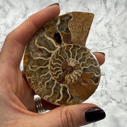 Madagascan Ammonite Fossil Pair ~8.5cm