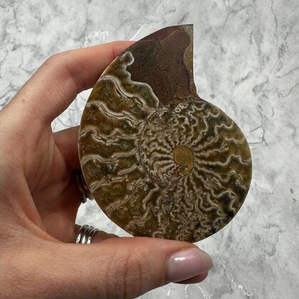 Madagascan Ammonite Fossil Pair ~8.7cm