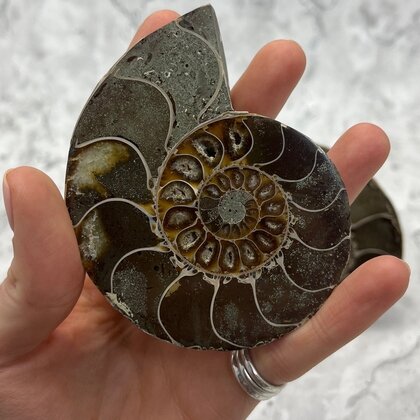 Madagascan Ammonite Fossil Pair ~8.8cm