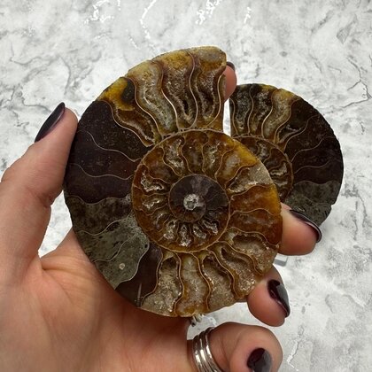Madagascan Ammonite Fossil Pair ~8.9cm