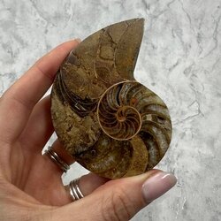 Mini Ammonit Paar – Versteinerte Ammoniten, 30–40 Mm Groß, Aus Madagaskar