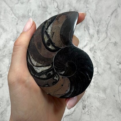 Madagascan Ammonite Fossil Pair ~9.2cm