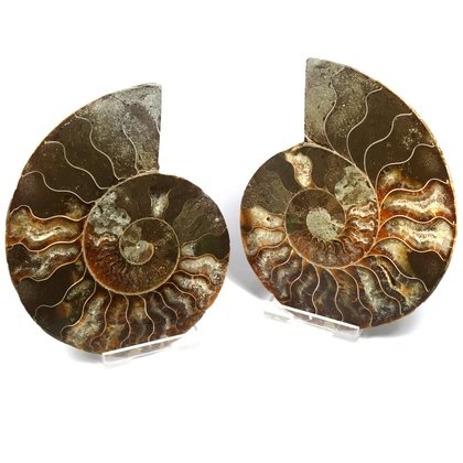 Madagascan Ammonite Fossil Pair (with iridescent Ammolite) ~11cm